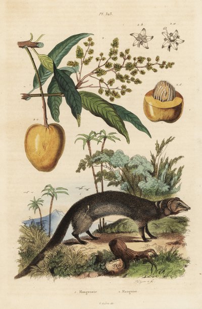 Hint gri firavun faresi, Herpestes edwardsi 1 ve mango, Mangifera indica 2 by Unbekannt