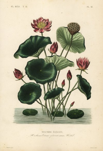 Hint nilüferi, Nelumbo nucifera, Nelumbium speciosum, Nelumbo zarif by Unbekannt
