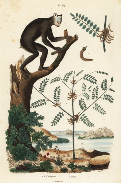 İndigo bitkisi, Indigofera atropurpurea 1-3 ve indri veya babakoto, Indri indri, kritik tehlike altındaki lemur 4 by Unbekannt