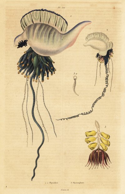 Hint-Pasifik Portekizli savaş adamı, Physalia utriculus 1, Azor savaş adamı, Physalia physalis 2 ve Siphonophora zoophyte, Physsophora disticha 3. Physalies, Physsophore by Unbekannt