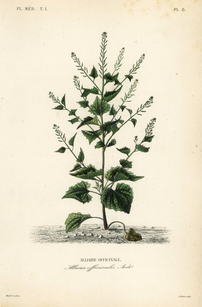 Yabani ot veya sarımsaklı hardal, Alliaria petiolata, Alliaria officinalis, Alliaire officinale by Unbekannt