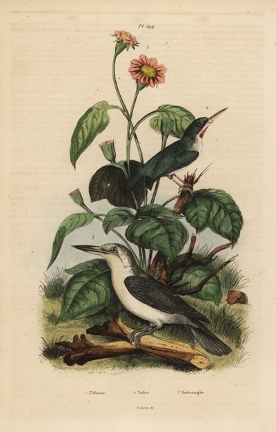 Jamaikalı tody, Todus todus, Mariana yalıçapkını, Todiramphus albicilla ve ayçiçeği, Tithonia tagetiflora by Unbekannt