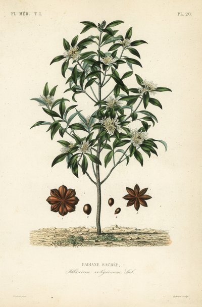 Japon yıldız anason, anason ağacı veya kutsal anason ağacı, Illicium anisatum, Illicium religiosum, Badiane sacree by Unbekannt