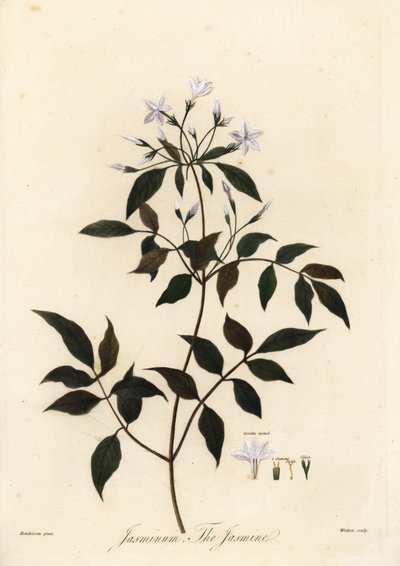 Yasemin, Jasminum officinale. 1805 (gravür) by Unbekannter Künstler