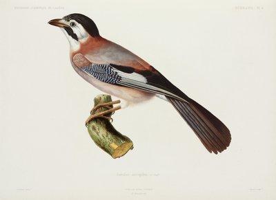 Jay, Cezayir by Unbekannter Künstler