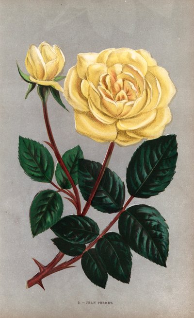  by Unbekannter Künstler