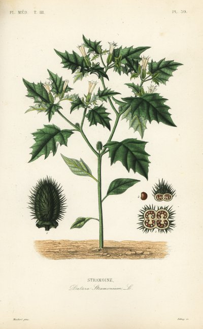 Jimsonweed veya şeytanın tuzağı, Datura stramonium, Stramoine by Unbekannt