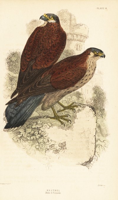 Kerkenez, erkek ve dişi, Falco tinnunculus, bir harabenin önünde1889 (gravür) by Unbekannter Künstler