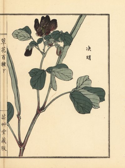 Ketsumei, Çin sinamekisi veya orakotu, Senna obtusifolia. Kono Bairei