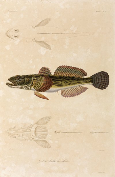 Düğüm kayabalığı, Karadeniz by Unbekannt