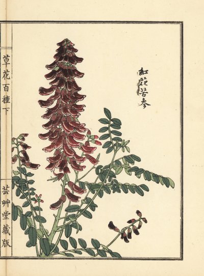 Kouka veya kujin, Sophora flavescens. Çin tıbbında ku shen olarak kullanılan kök. Kono Bairei