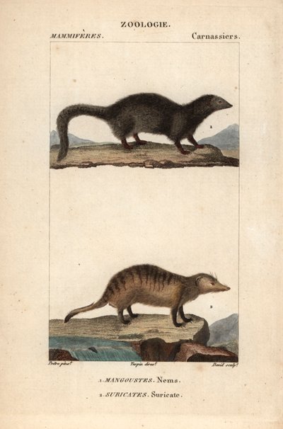 La mangouste et le suricate - Eau forte Jean Gabriel Pretre (1780-1845), Carnonkel tarafından doğa bilimleri sözlüğü için gravürlenmiştir: memeliler Frederic Cuvier, Pierre Jean Francois Turpin (1775-1840) tarafından düzenlenmiştir, F.G.Levrault tarafından by Unbekannter Künstler