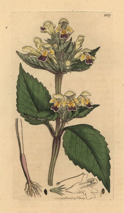 Büyük çiçekli kenevir-ısırgan otu, Galeopsis speciosa (Galeopsis versicolor) (Galeopsis a fleurs panachees) James Smith