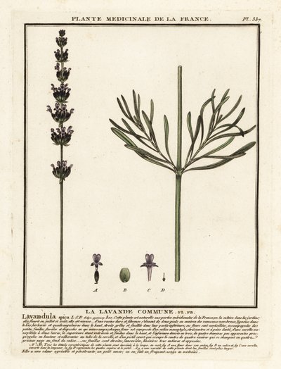 Lavanta, Lavandula angustifolia. by Unbekannter Künstler