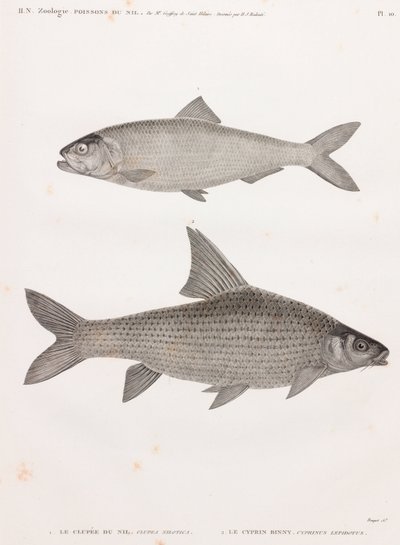 Clube du Nil ve Le Cyprin by Unbekannt