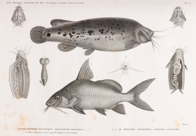 Elektrik Malapterure & Synodont Pimelode by Unbekannt