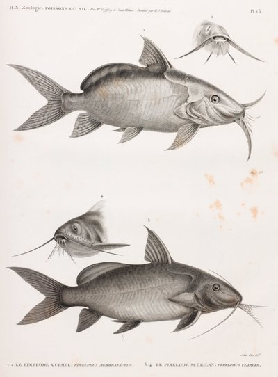 Le Pimedlode Guemel ve Le Pimelode Scheilan by Unbekannt