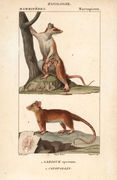Le sarigue ou opossum et le cayopollin - Eau forte Jean Gabriel Pretre (1780-1845), Carnonkel tarafından doğa bilimleri sözlüğü için gravürlenmiştir: memeliler Frederic Cuvier, Pierre Jean Francois Turpin (1775-1840) tarafından düzenlenmiştir, F.G.Levrault by Unbekannter Künstler