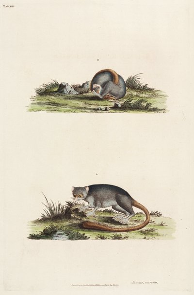 lemurlar by Unbekannter Künstler