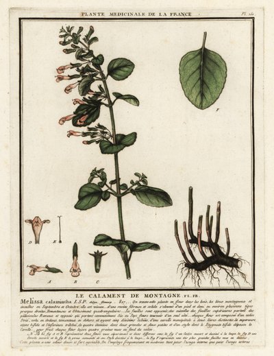 Daha az felaket, Clinopodium nepeta. by Unbekannter Künstler