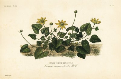 Daha az kırlangıçotu veya pilwort, Ficaire verna, Ficaria ranunculoides, Ficaire fauss renoncule by Unbekannt