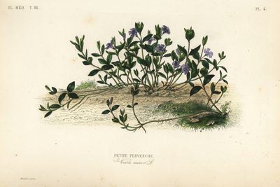 Küçük deniz salyangozu, Vinca minör, Petite pervenche by Unbekannt