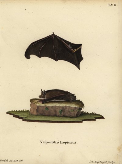 Küçük kese kanatlı yarasa, Saccopteryx leptura. Vespertilio lepturus. Johann Christian Daniel Schreber