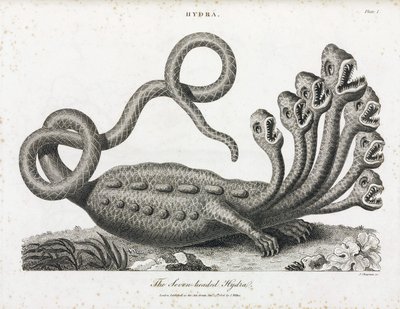 Hydra