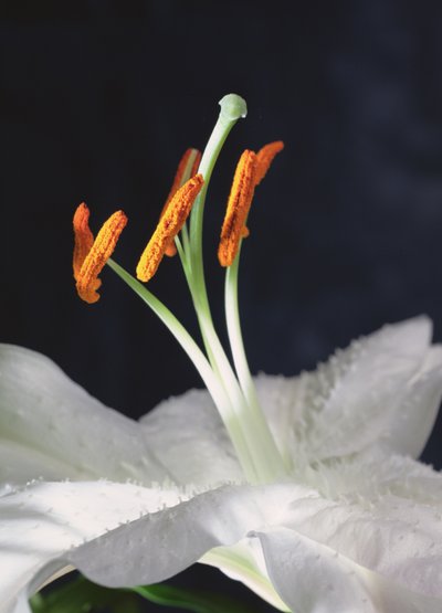 Lily Stamens, 2001 (fotoğraf) by Unbekannter Künstler