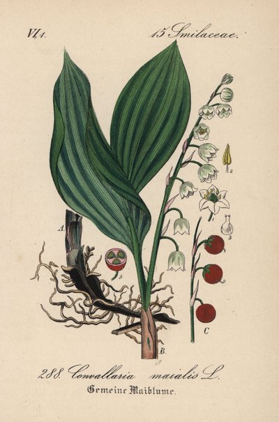 Vadideki zambak, Convallaria majalis. Diederich von Schlechtendal