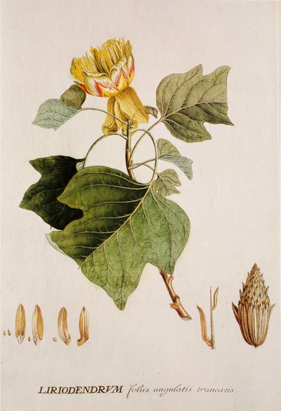 Liriodendron tulipifera/Tulipier/Lale Ağacı by Unbekannt