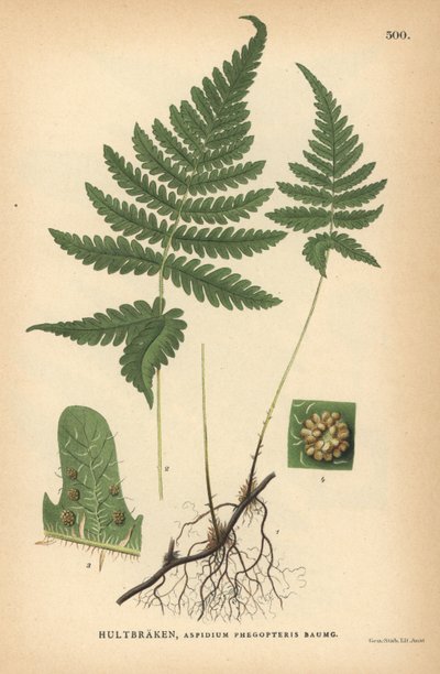 Uzun kayın eğrelti otu, Phegopteris connectilis by Unbekannter Künstler