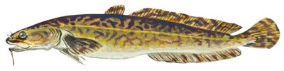 Lotte - Burbot (Lota lota) by Unbekannter Künstler