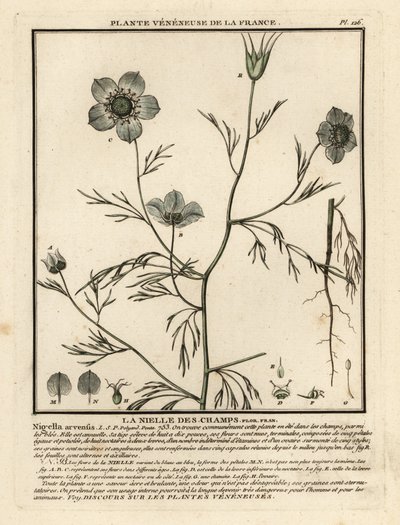 Sis içinde aşk. Nigella arvensis. by Unbekannter Künstler