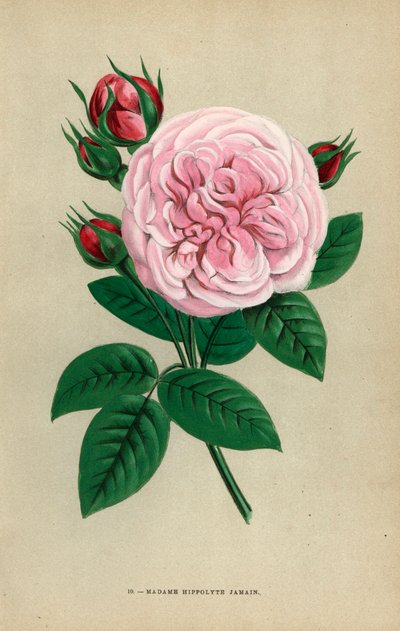Madame Hippolyte Jamain gülü, 1871 yılında Rouen