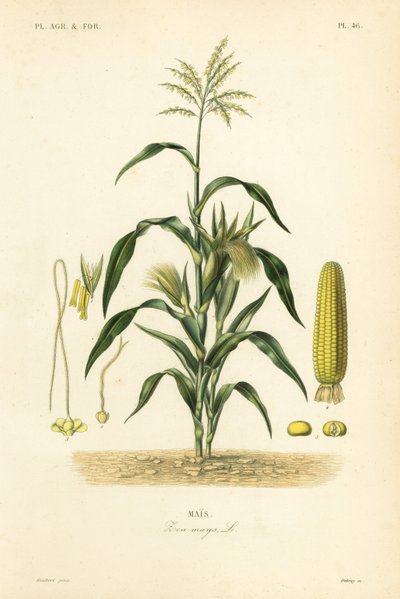 Mısır veya mısır, Zea mays, Mais by Unbekannt