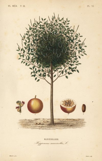Manchineel veya manchioneel ağacı, Hippomane mancinella, Mancenillier by Unbekannt