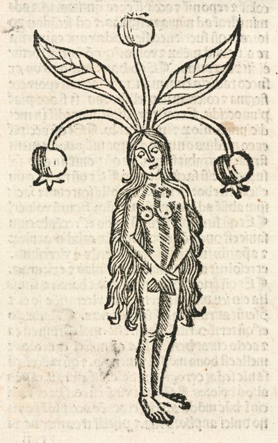Mandrake (dişi formu) by Unbekannt