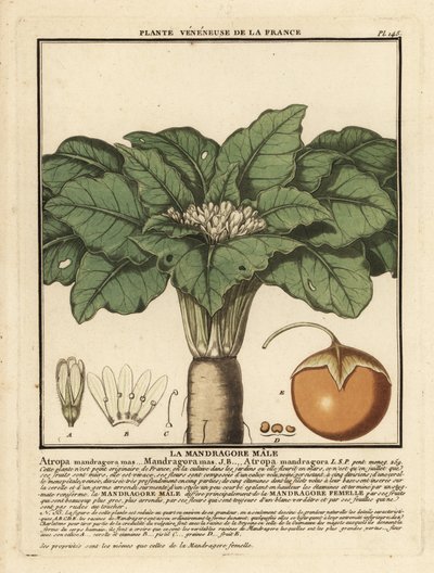 Mandrake, Mandragora by Unbekannter Künstler