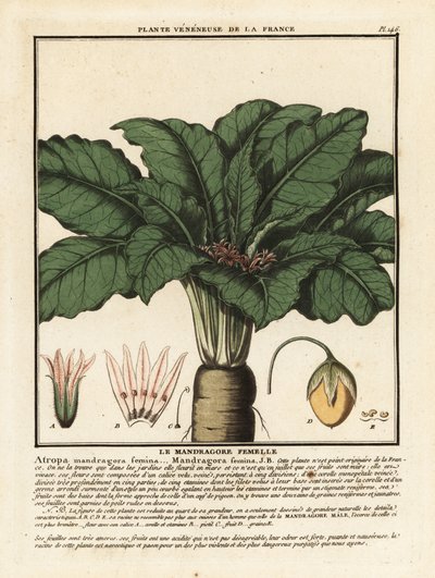 Mandrake, Mandragora by Unbekannter Künstler