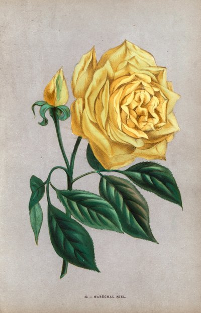  by Unbekannter Künstler