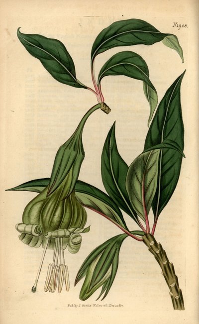 Markea viridiflora (Solandra viridiflora). Samuel Curtis