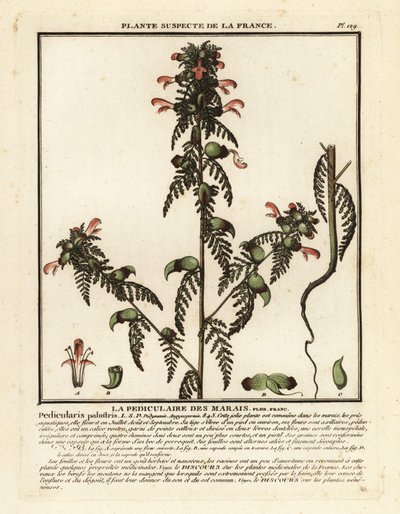 Bataklık lousewort, Pedicularis palustris. by Unbekannter Künstler
