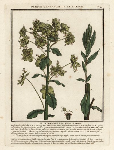 Bataklık sütleğen, Euphorbia palustris. by Unbekannter Künstler