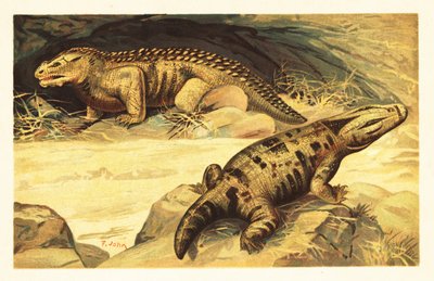 Mastodonsaurus ve Pareiasaurus.1908 (litografi) by Unbekannter Künstler