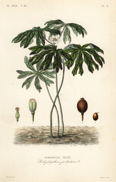 Mayapple veya Amerikan adamotu, Podophyllum peltatum, Podophylle pelte by Unbekannt