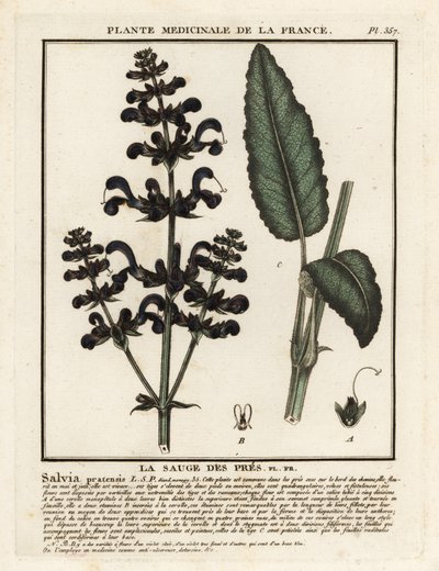 Çayır otu, Salvia pratensis. by Unbekannter Künstler