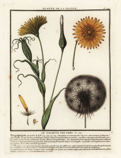 Çayır salsifiye, Tragopogon pratensis. by Unbekannter Künstler