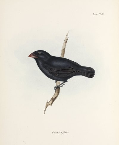 Orta Yer İspinozu, Galapagos Adaları, c 1832-1836 by Unbekannter Künstler