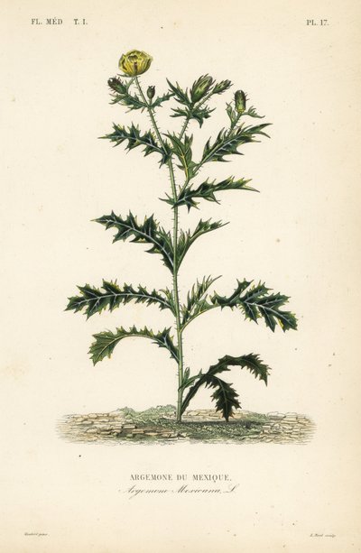 Meksika haşhaş veya çiçekli devedikeni, Argemone mexicana, Argemone du Mexique by Unbekannt